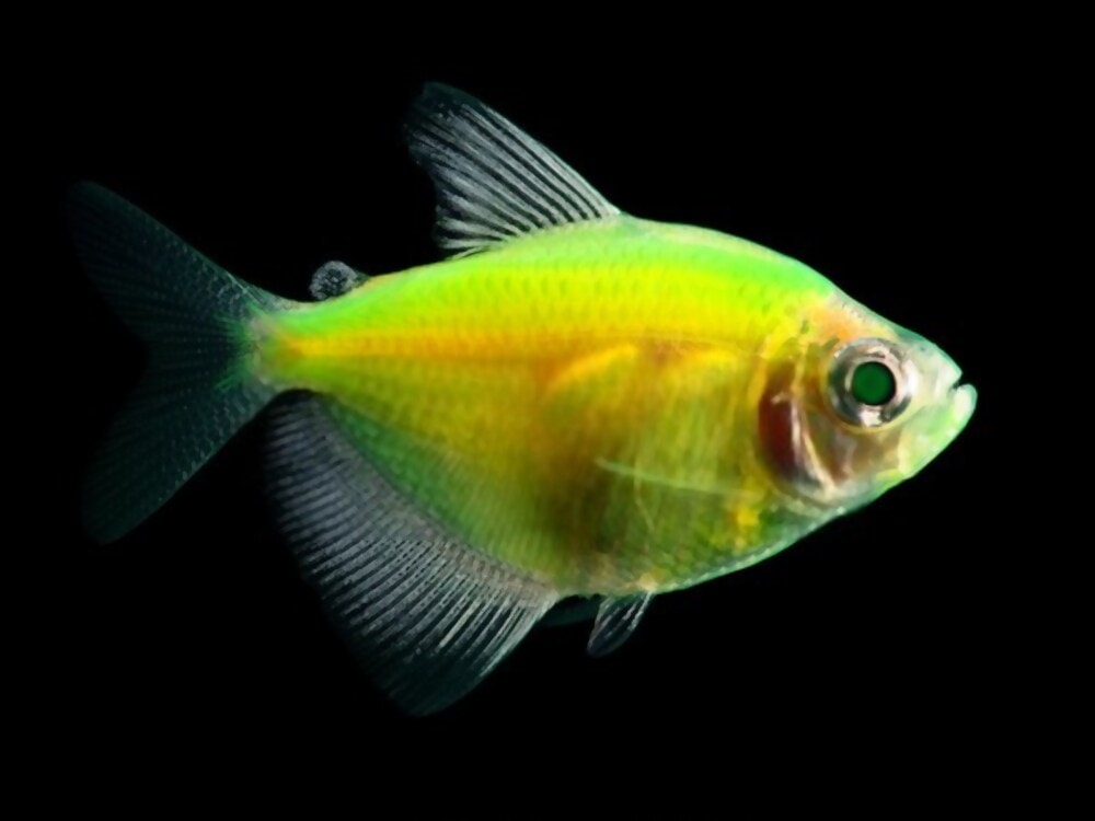 Glo tetra green